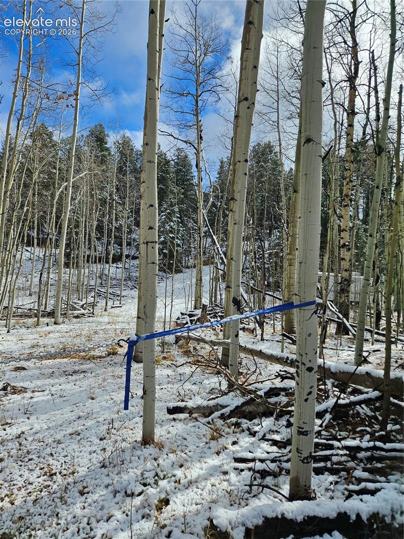 Wooded landscape featuring a dense grove of aspen trees and scattered coniferous evergreens