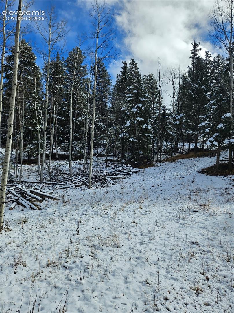 Wooded parcel featuring a diverse stand of mature coniferous and deciduous trees, open terrain, and natural topography