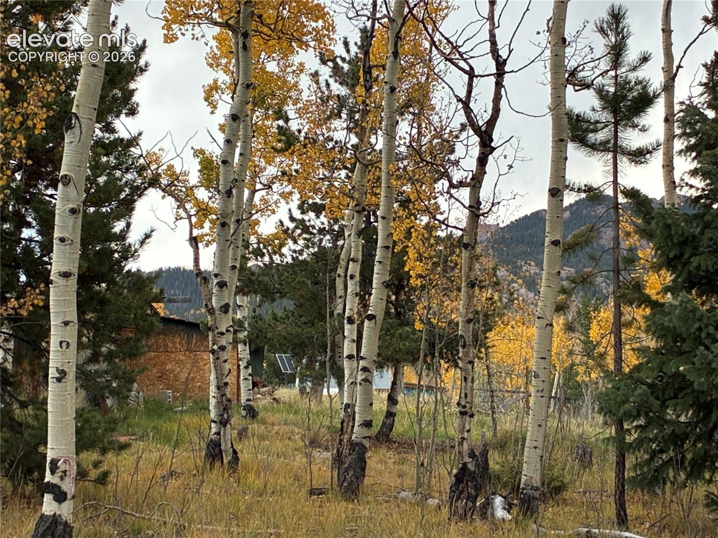 Natural landscape featuring stands of aspen trees, pine evergreens, and mountain topography