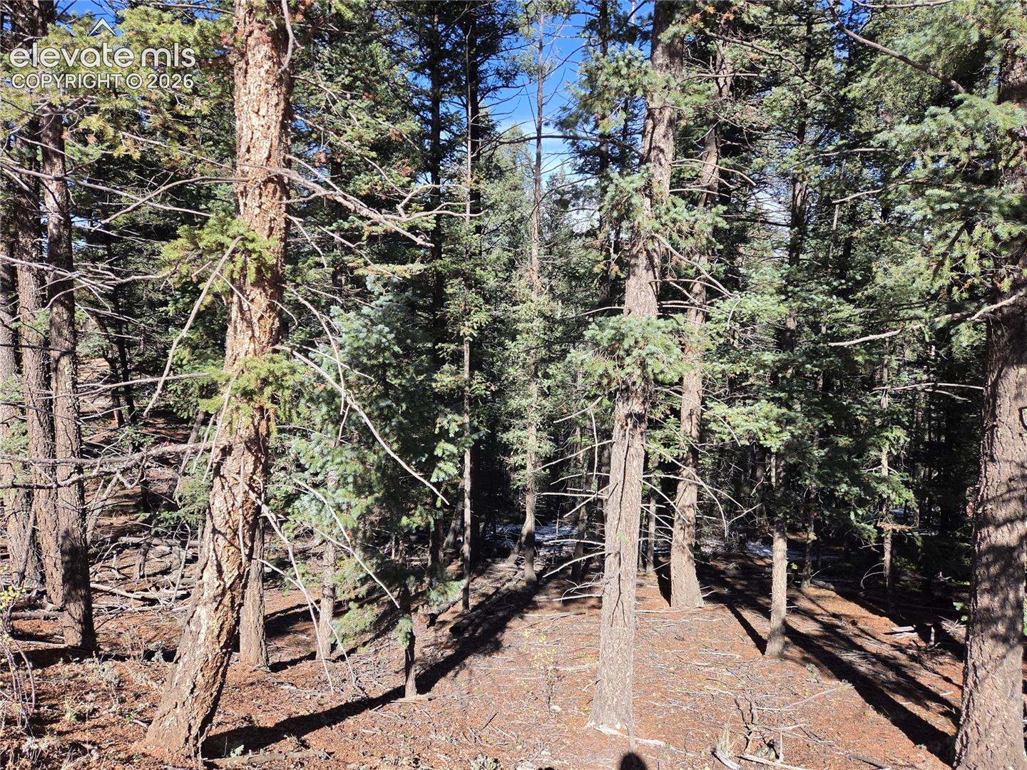 Heavily wooded lot featuring mature evergreen trees and a natural forest floor
