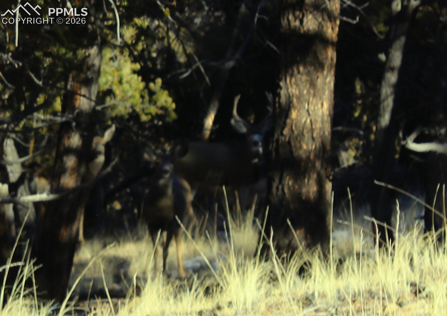 Mule Deer in the trees