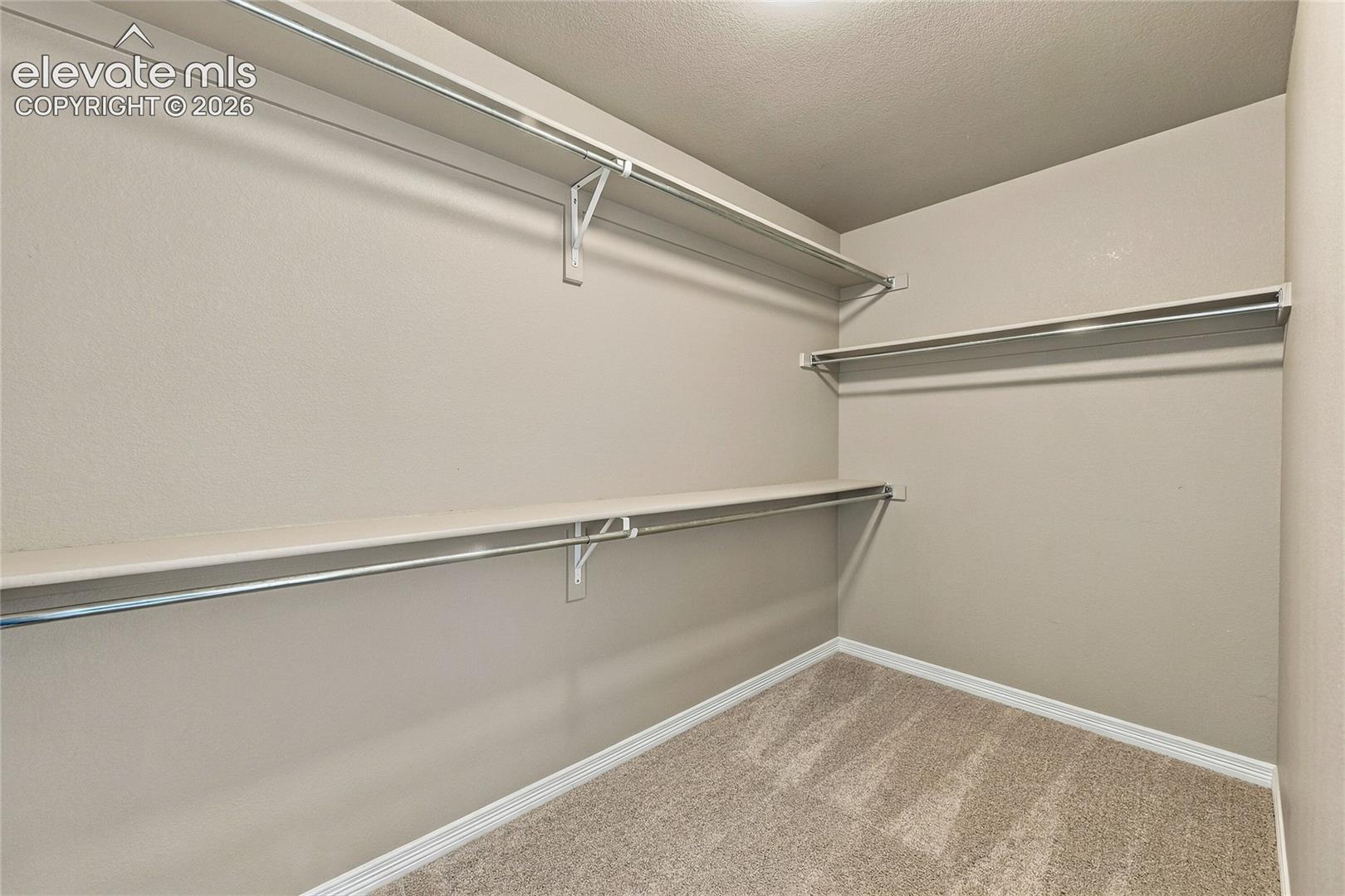Walk-in closet featuring neutral carpeting, tiered shelving, and metal rod supports
