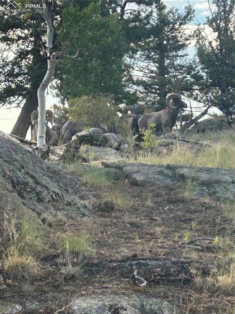 Big Horn Sheep