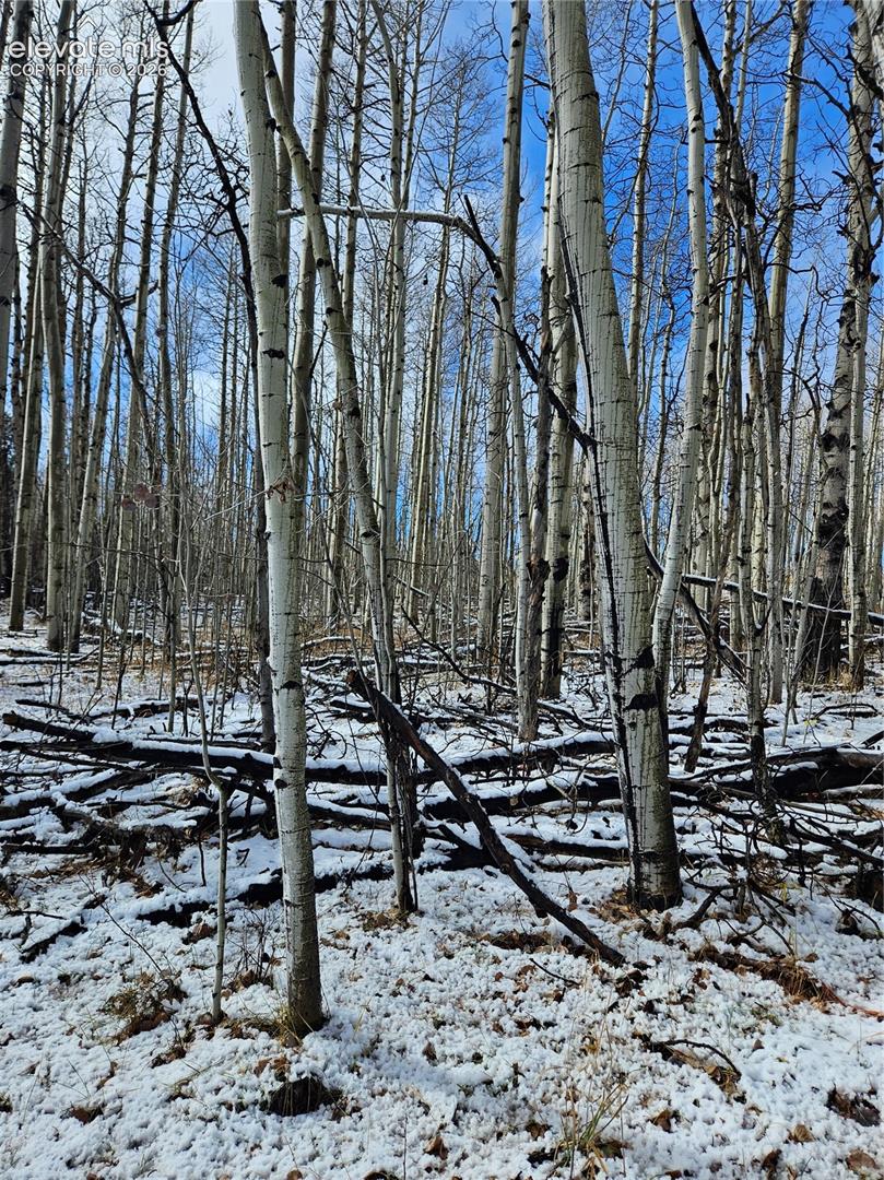 Wooded lot featuring a dense stand of mature aspen trees
