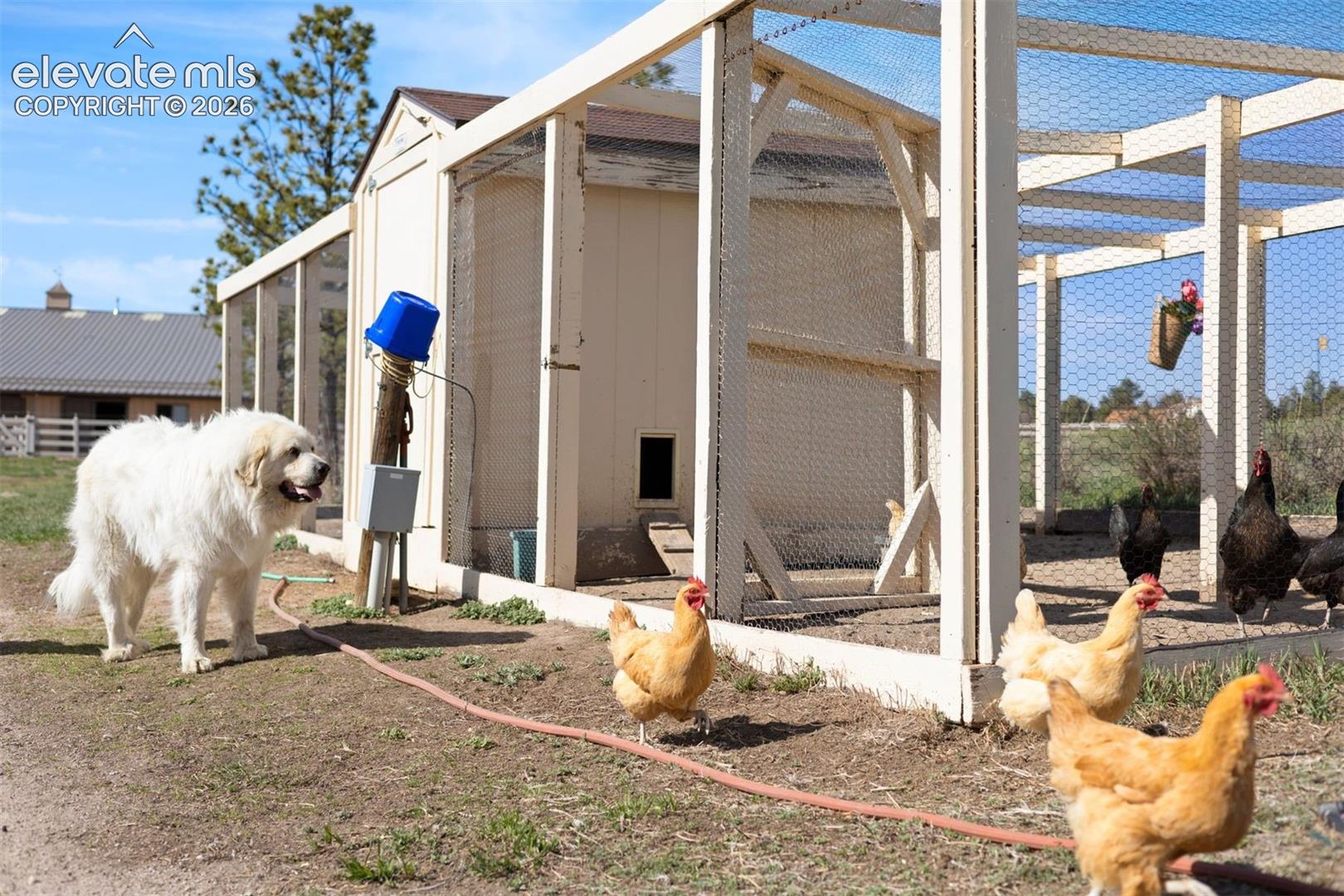 A large chicken coop homes 12 chickens, with 9 nesting spots, an outdoor run, electricity, and water. 