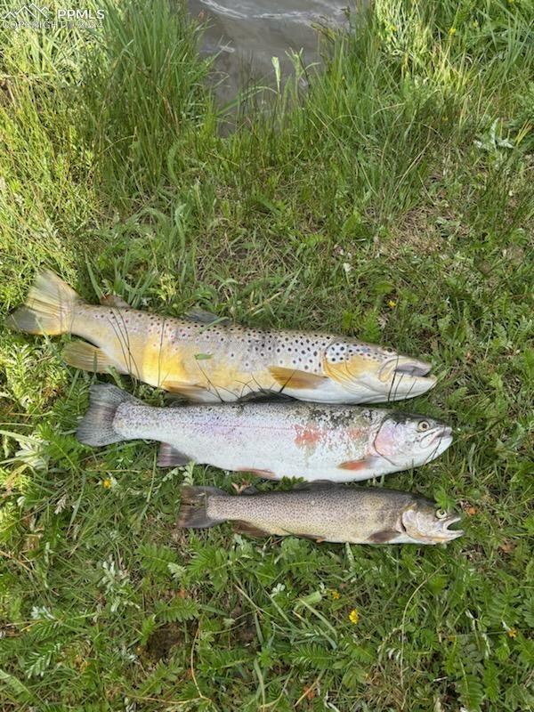 Recently caught at Pine Lakes