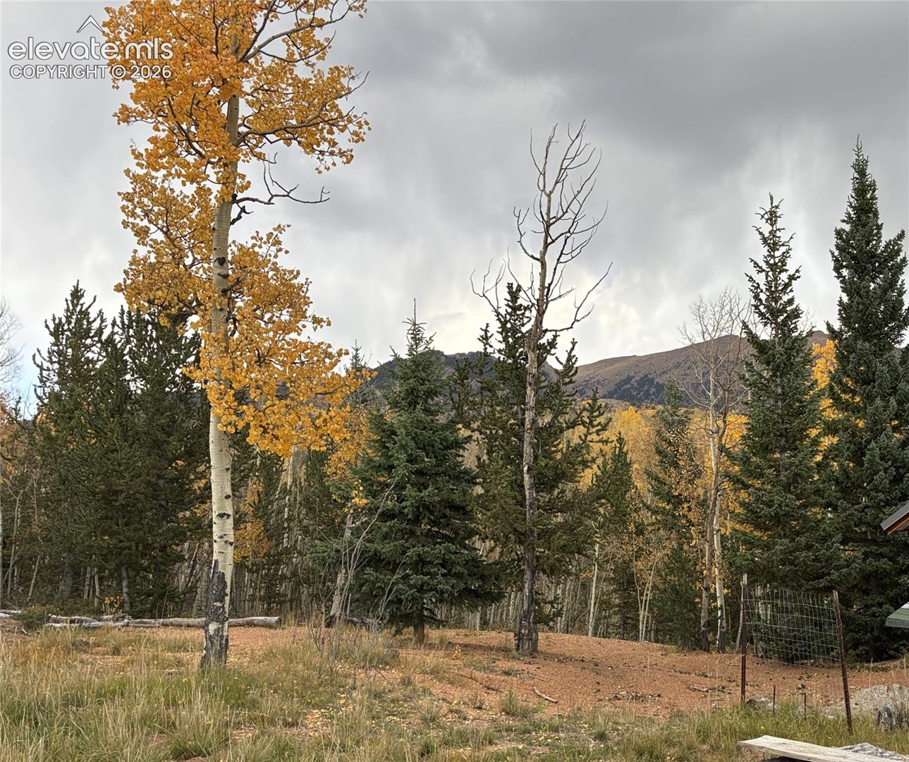 Wooded grounds featuring mature evergreen trees, deciduous trees with foliage, and a prominent mountain backdrop