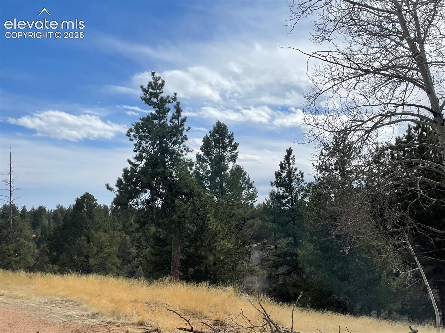 Expansive parcel featuring mature pine trees, golden grasses, and native terrain