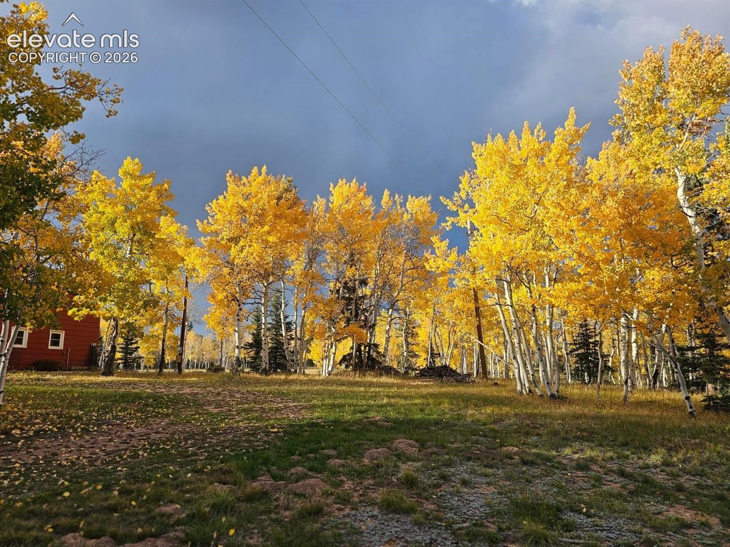 Aspen grove