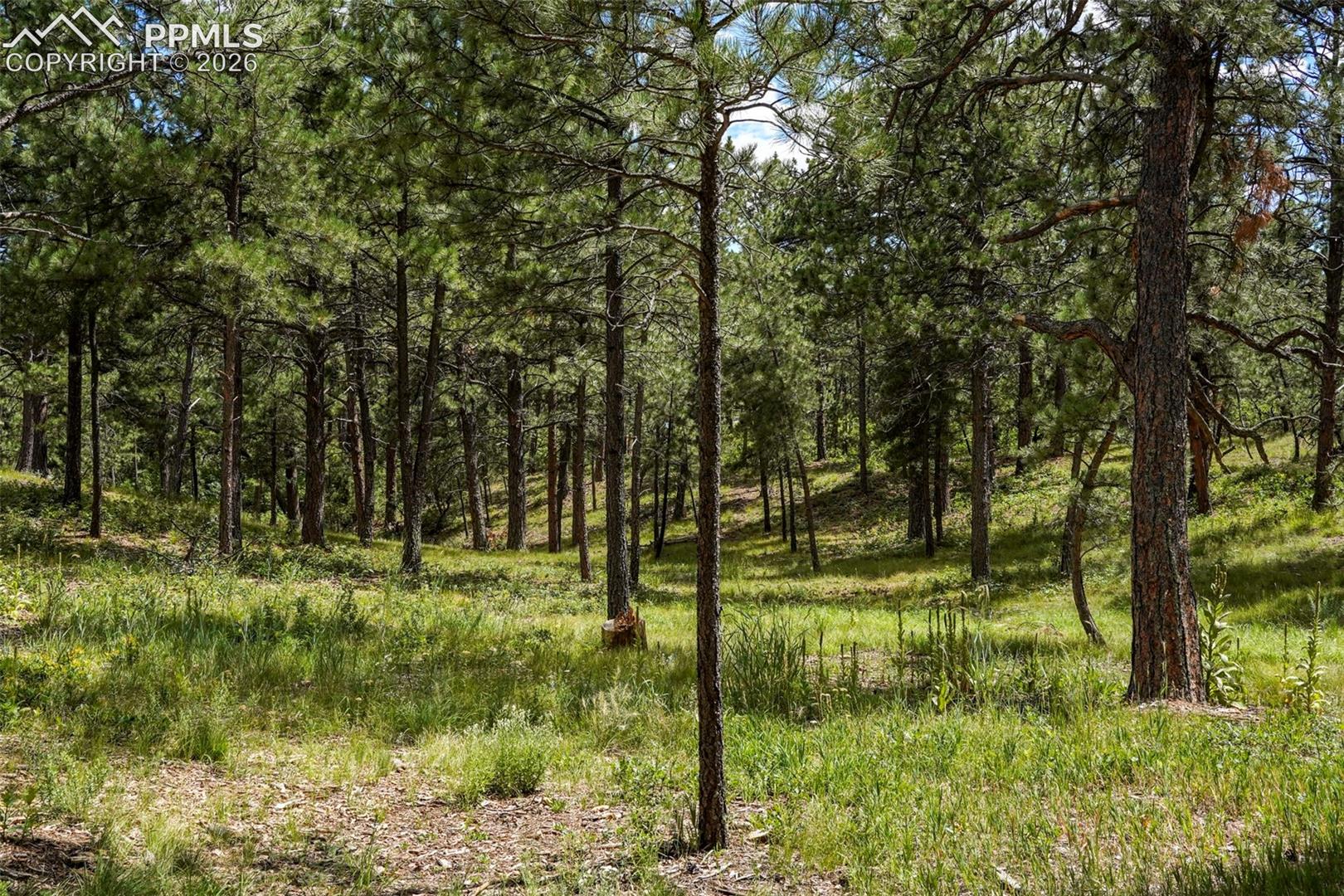 Photo 11 of 325 Pine Oaks Road, Colorado Springs
