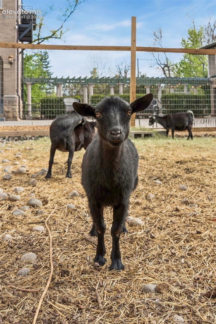 Happy goats, friends with the chickens that reside in coop, too!
