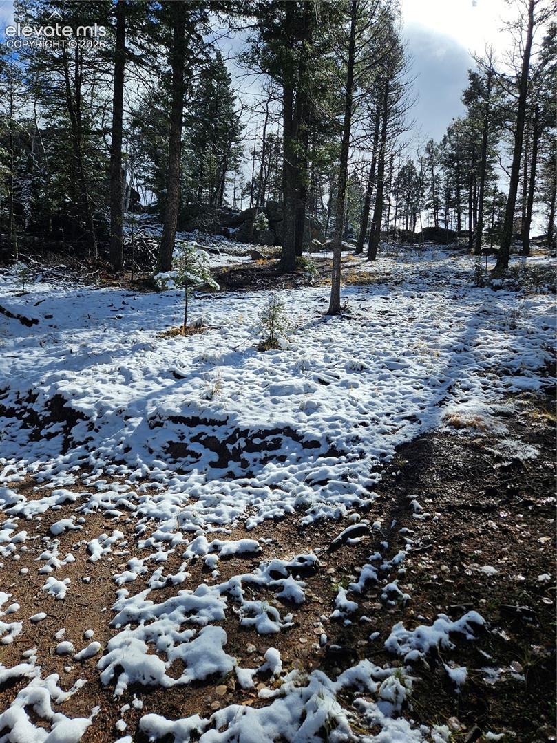 Expansive natural landscape featuring mature pine trees, varying topography, and exposed rocky terrain