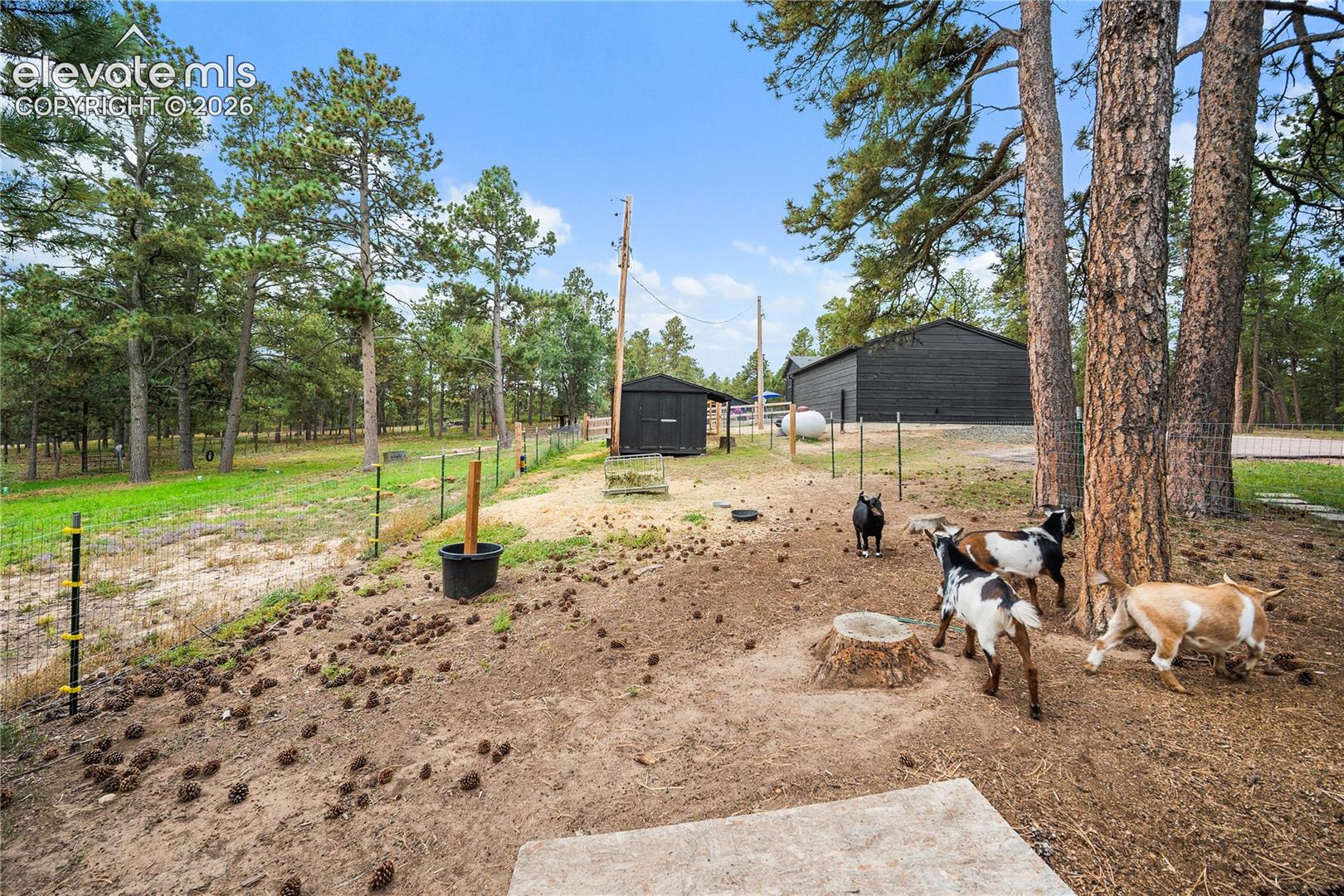 Expansive grounds featuring mature pine trees, fenced perimeter, and detached dark-toned outbuildings