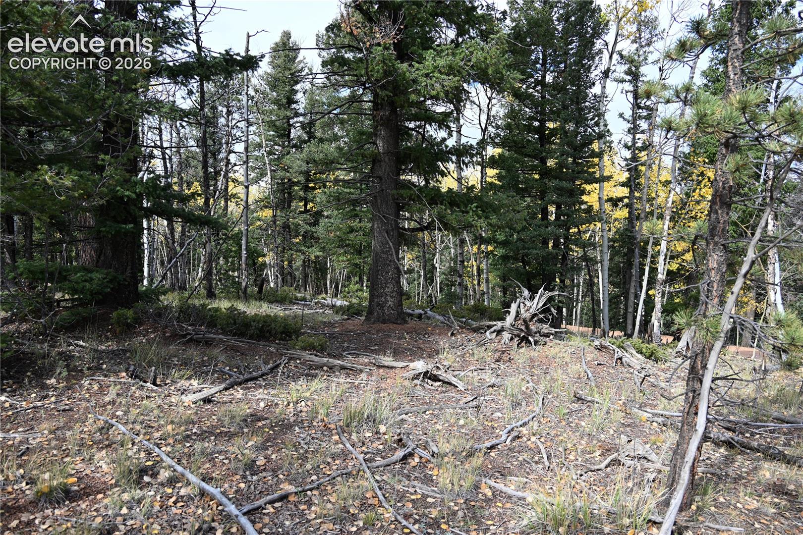 Wooded landscape featuring mature evergreen and deciduous trees, native vegetation, and natural terrain