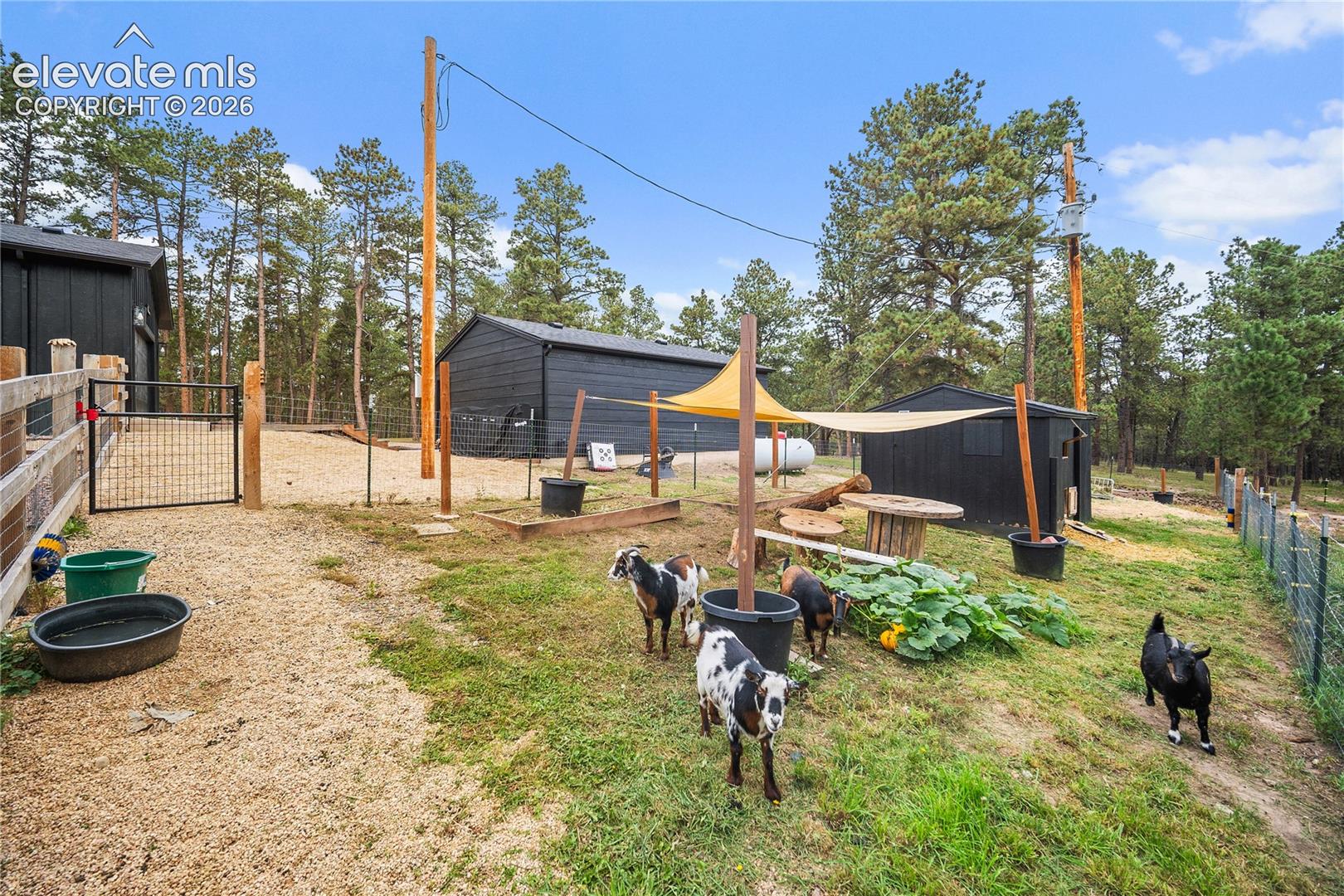 Fenced outdoor space featuring dark-finished exterior structures, raised garden beds, and expansive grounds bordered by mature pine trees