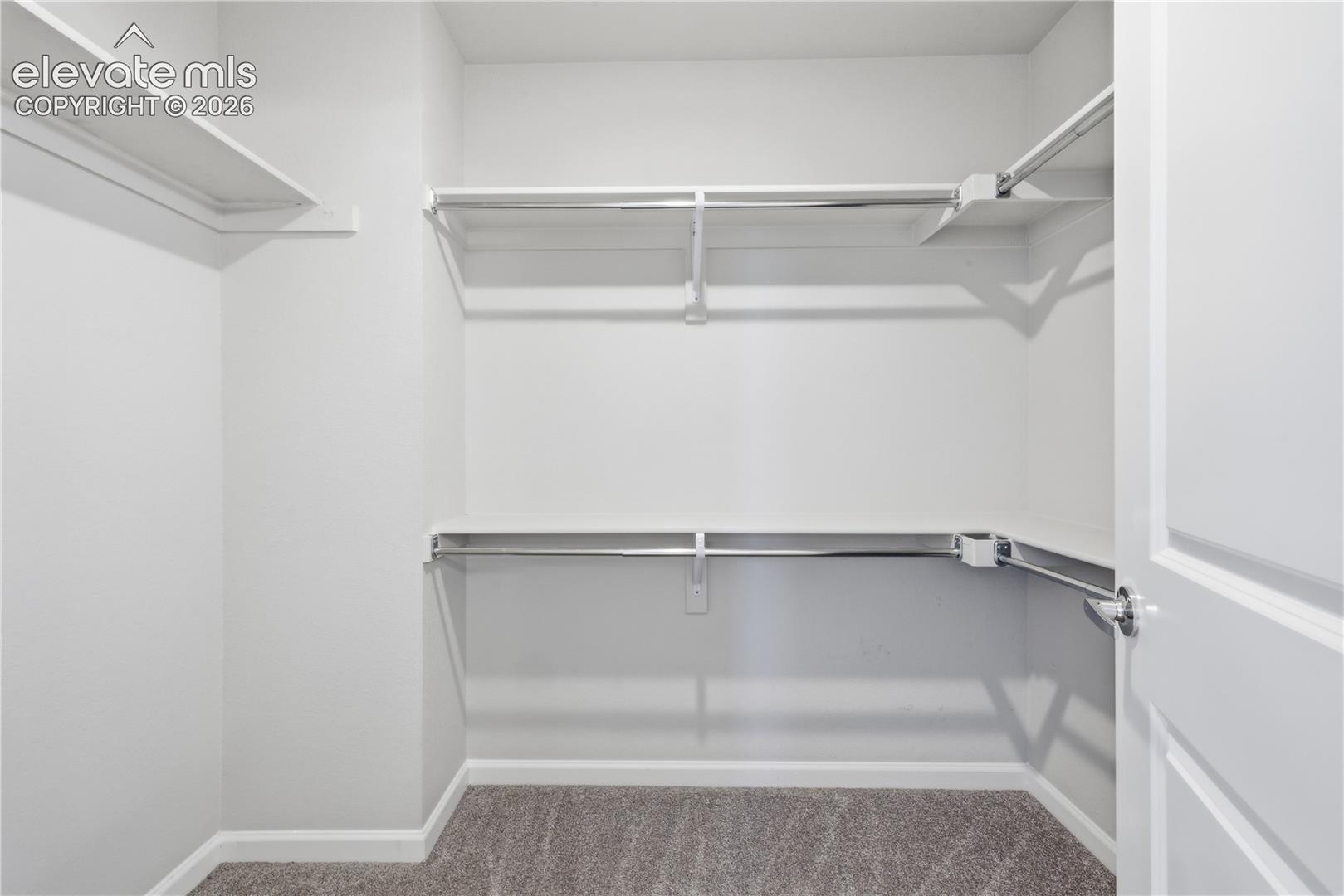Walk-in closet featuring white walls, gray carpet, multiple shelves, and hanging rods