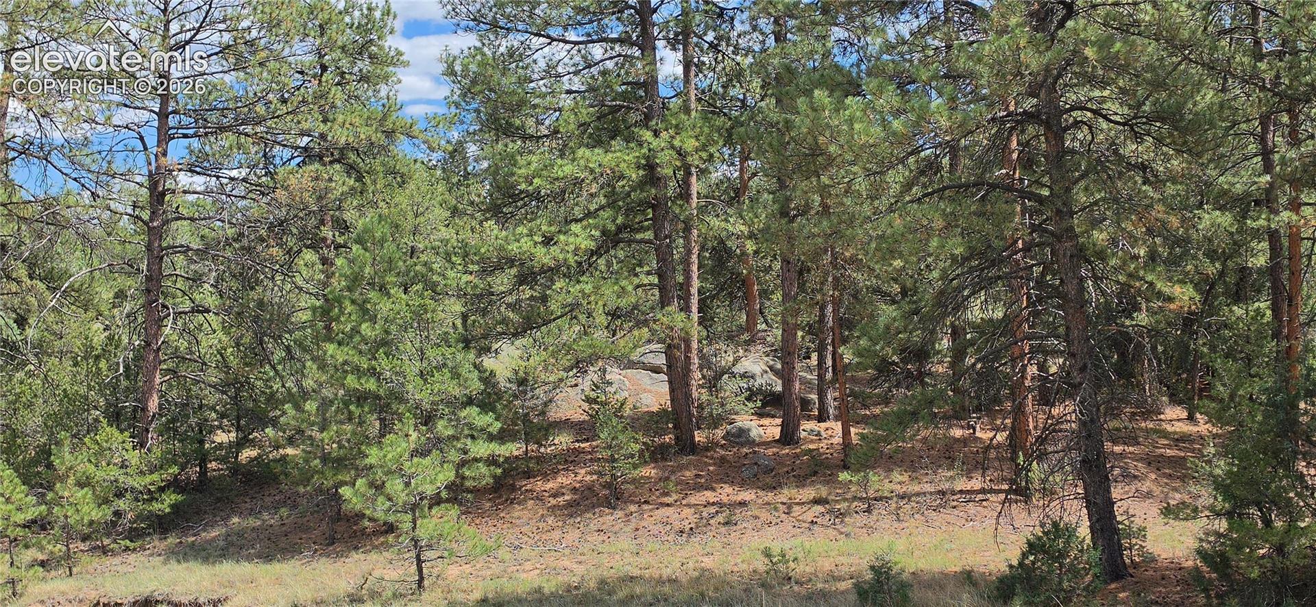 Mature pine trees on a naturally sloped terrain