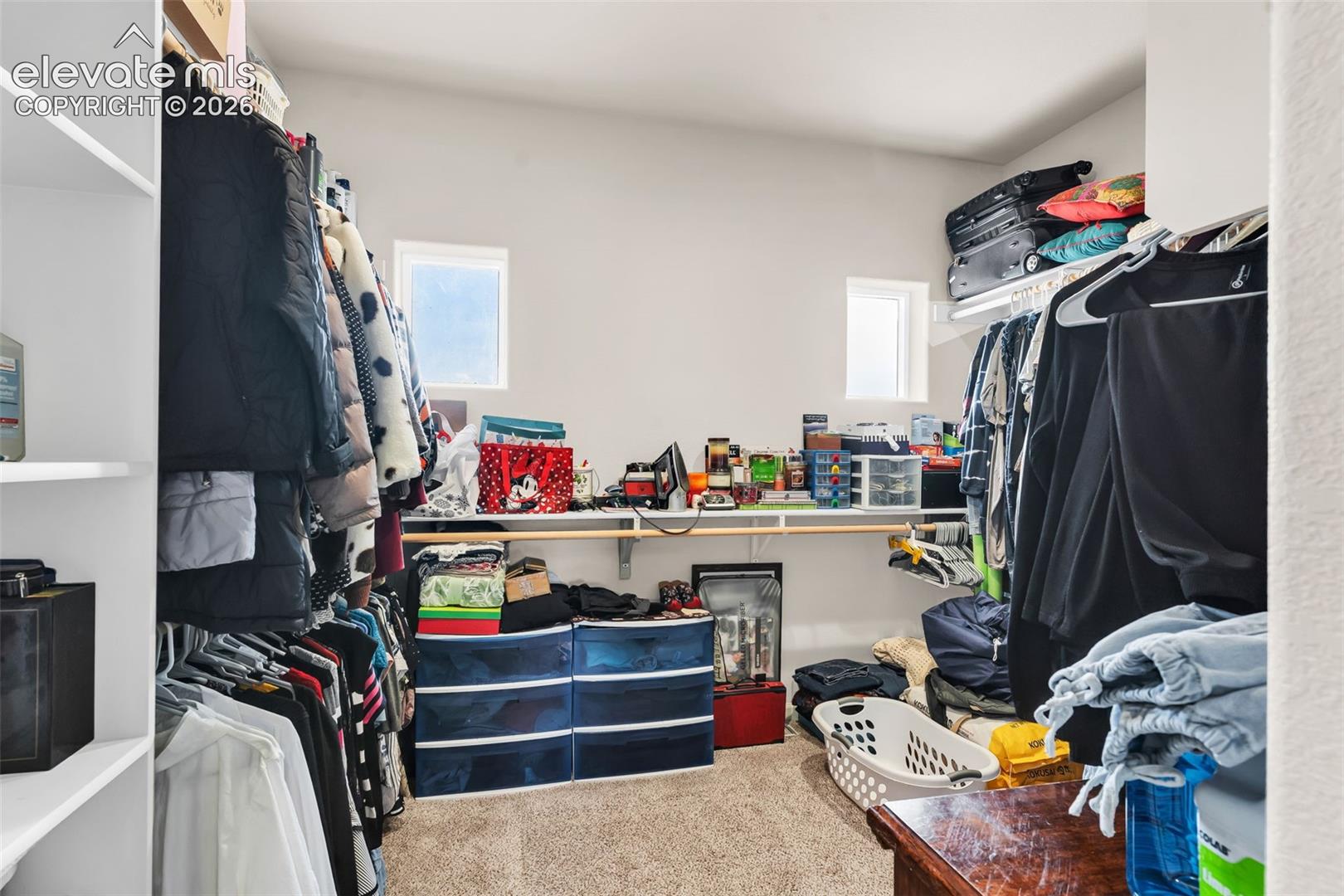Carpeted walk-in closet featuring white walls, two windows, built-in shelving, and clothes hanging rods