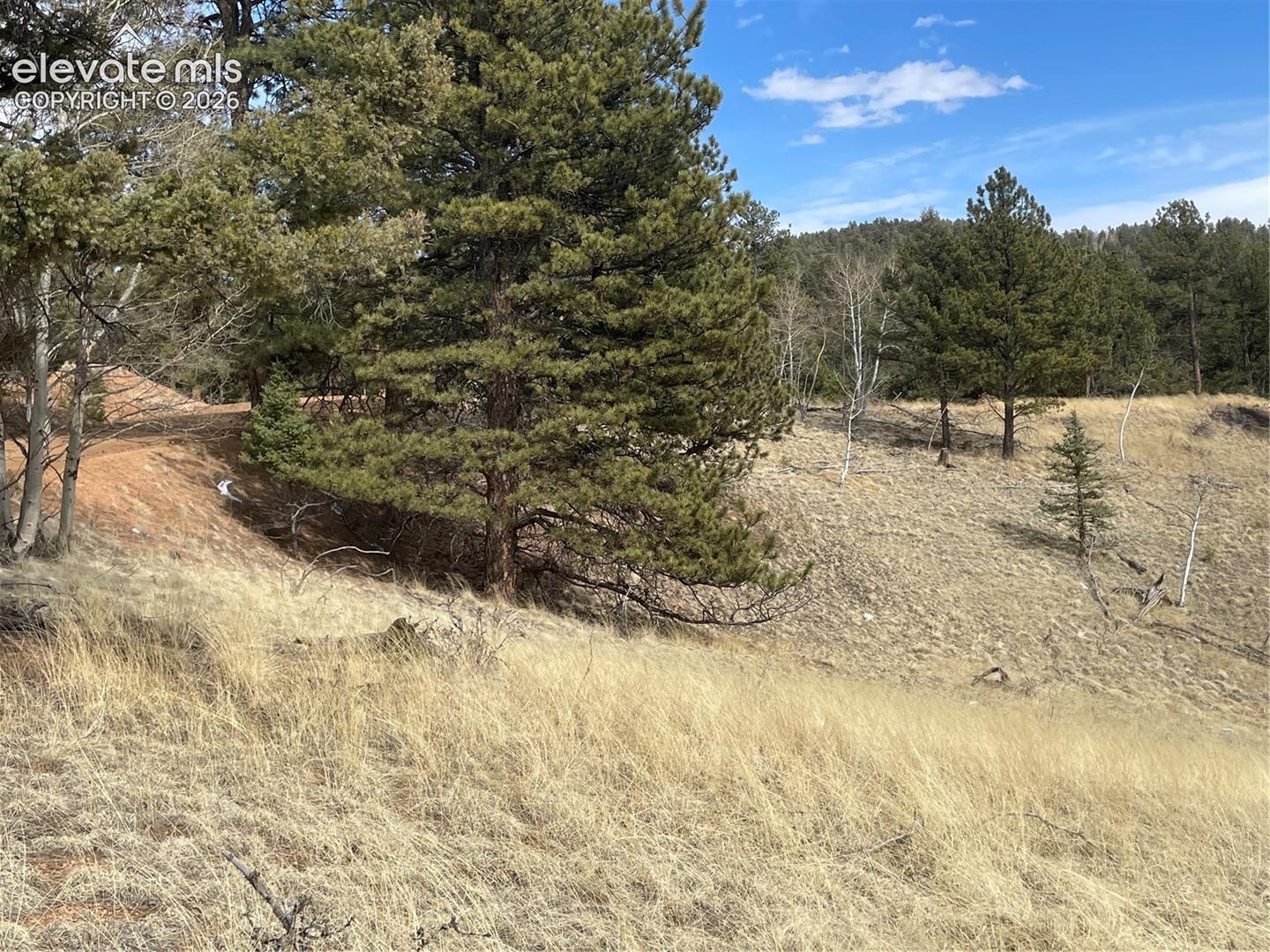 Sloped terrain featuring native grasses and mature evergreen trees