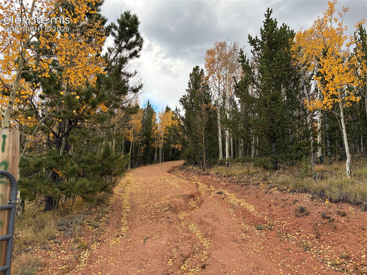 Unpaved access path lined with mature pine and aspen trees featuring seasonal foliage