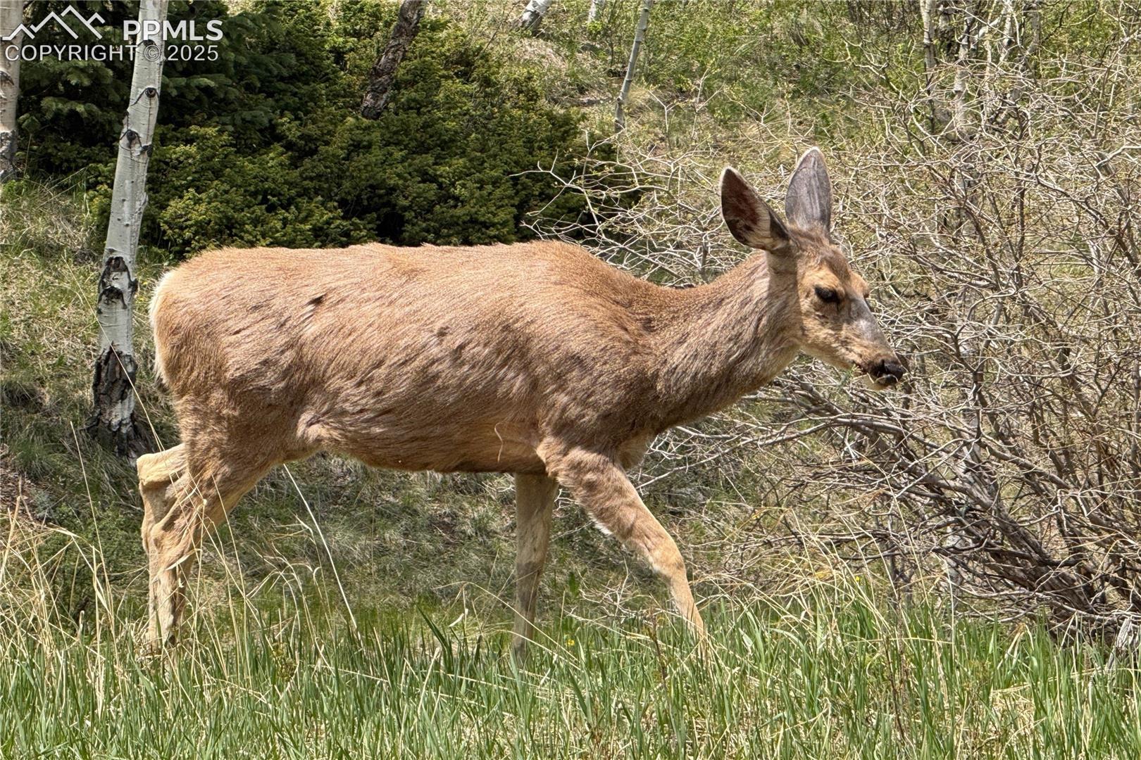 Local wildlife sightings