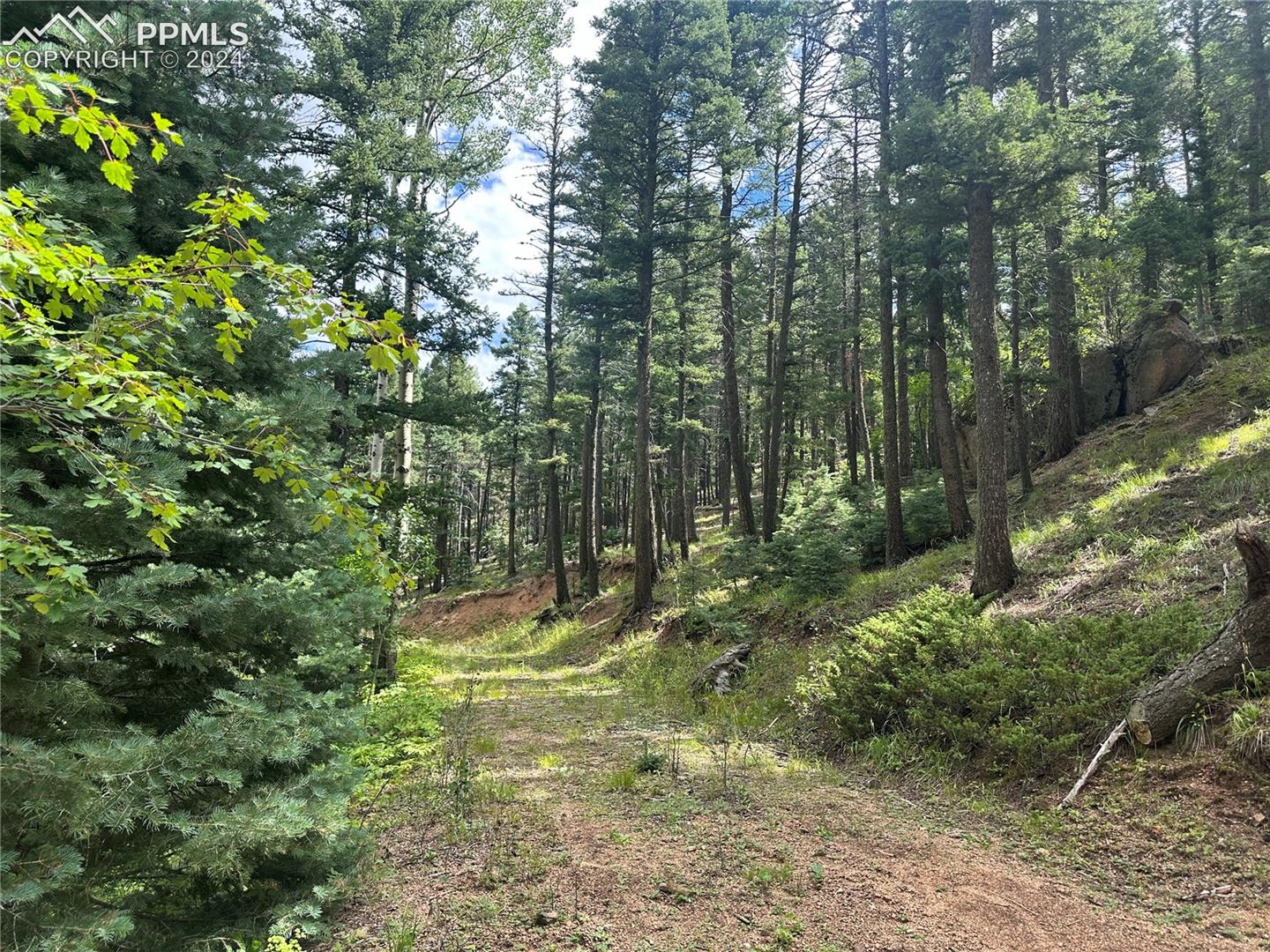 Tall trees surrounding the build site. View from the driveway