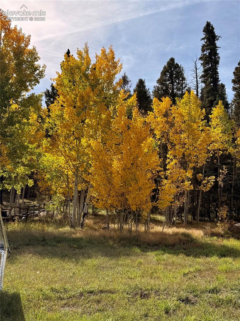 Expansive grassy area featuring mature deciduous trees with yellow foliage and evergreen trees