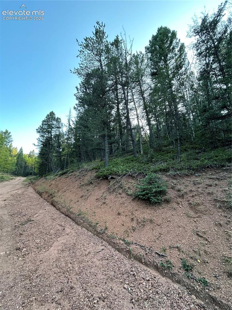 Sloped parcel featuring natural earth terrain, mature evergreen trees, and native vegetation bordering a gravel road