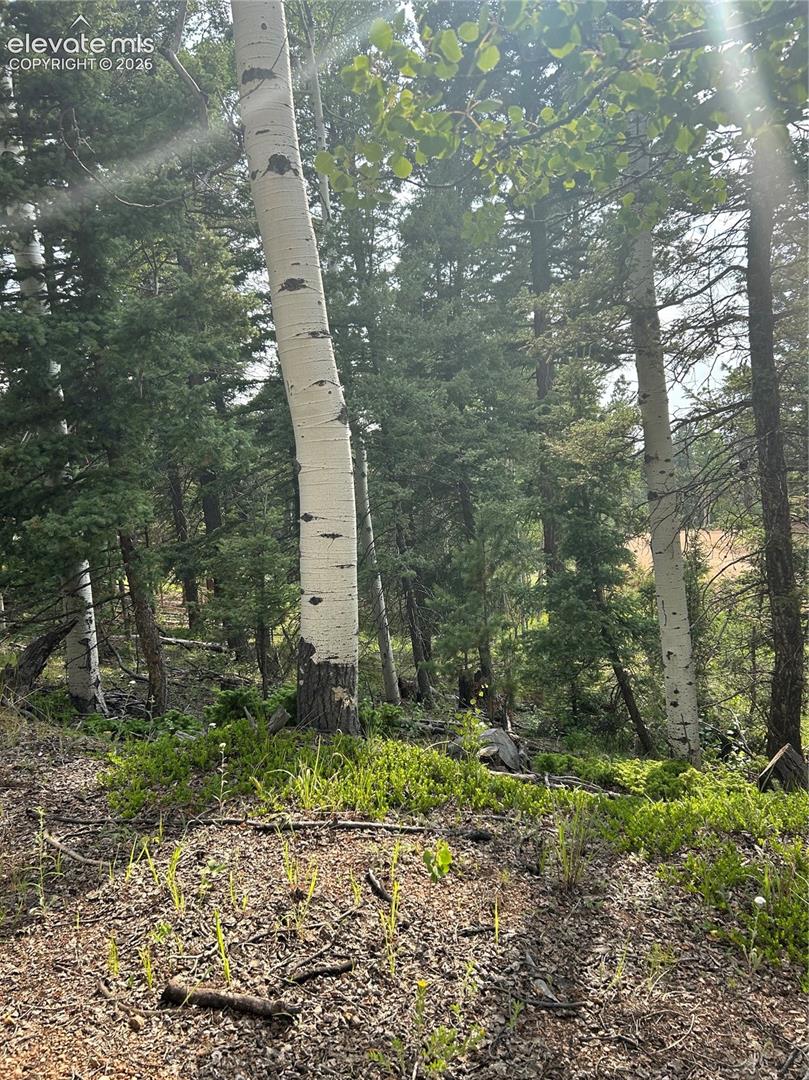 Wooded landscape featuring mature aspen and evergreen trees with native ground cover