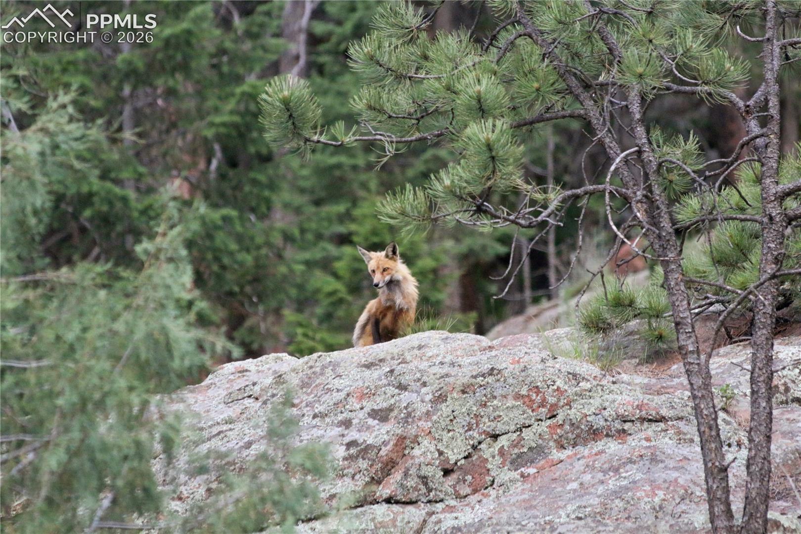 Enjoy the abundance of wildlife from your front porch including turkey, deer, fox and so much more.