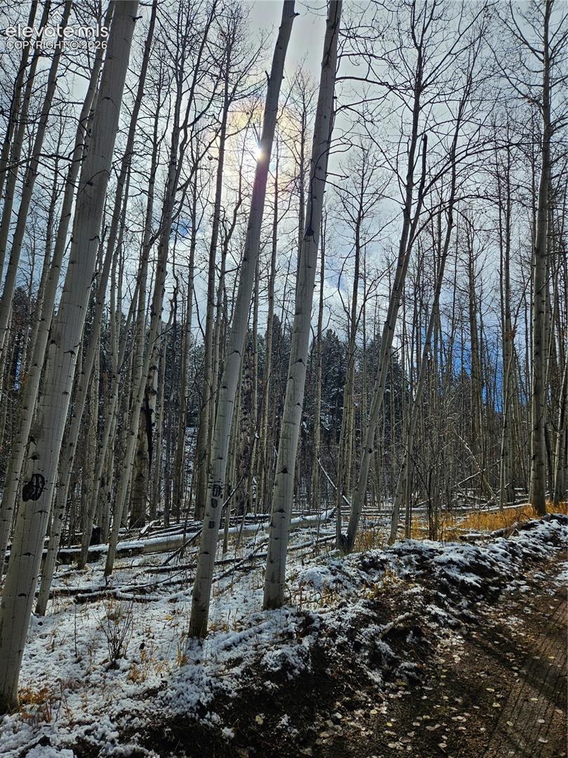 Wooded landscape featuring mature aspen trees and seasonal snow cover