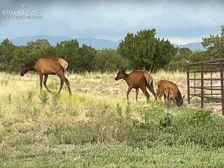 The occasional elk are just some of the many types of wildlife that visit the property.
