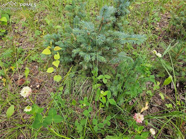 Colorado Blue Spruce and Aspen Trees