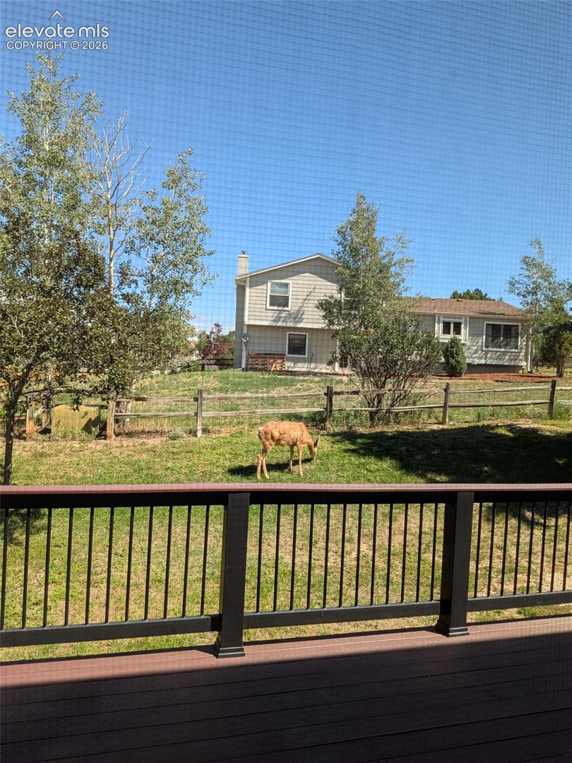 Deer frequently visit the backyard