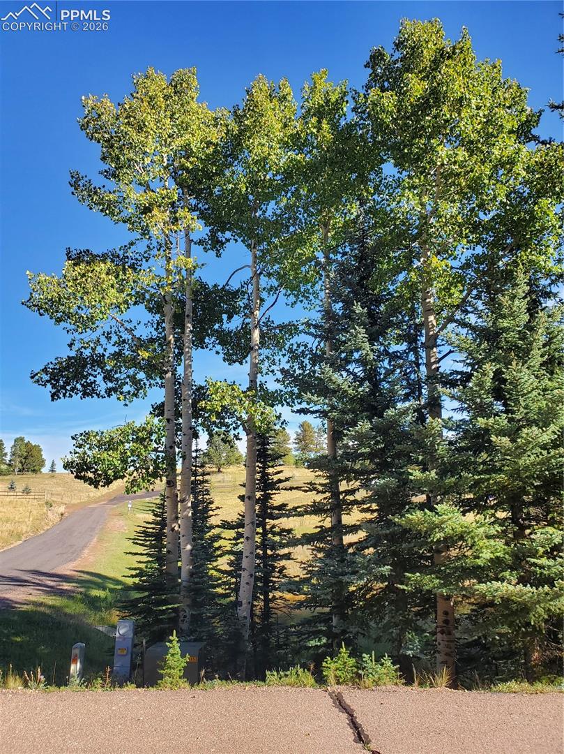 Photo 21 of 309 Pinaceae Heights, Divide