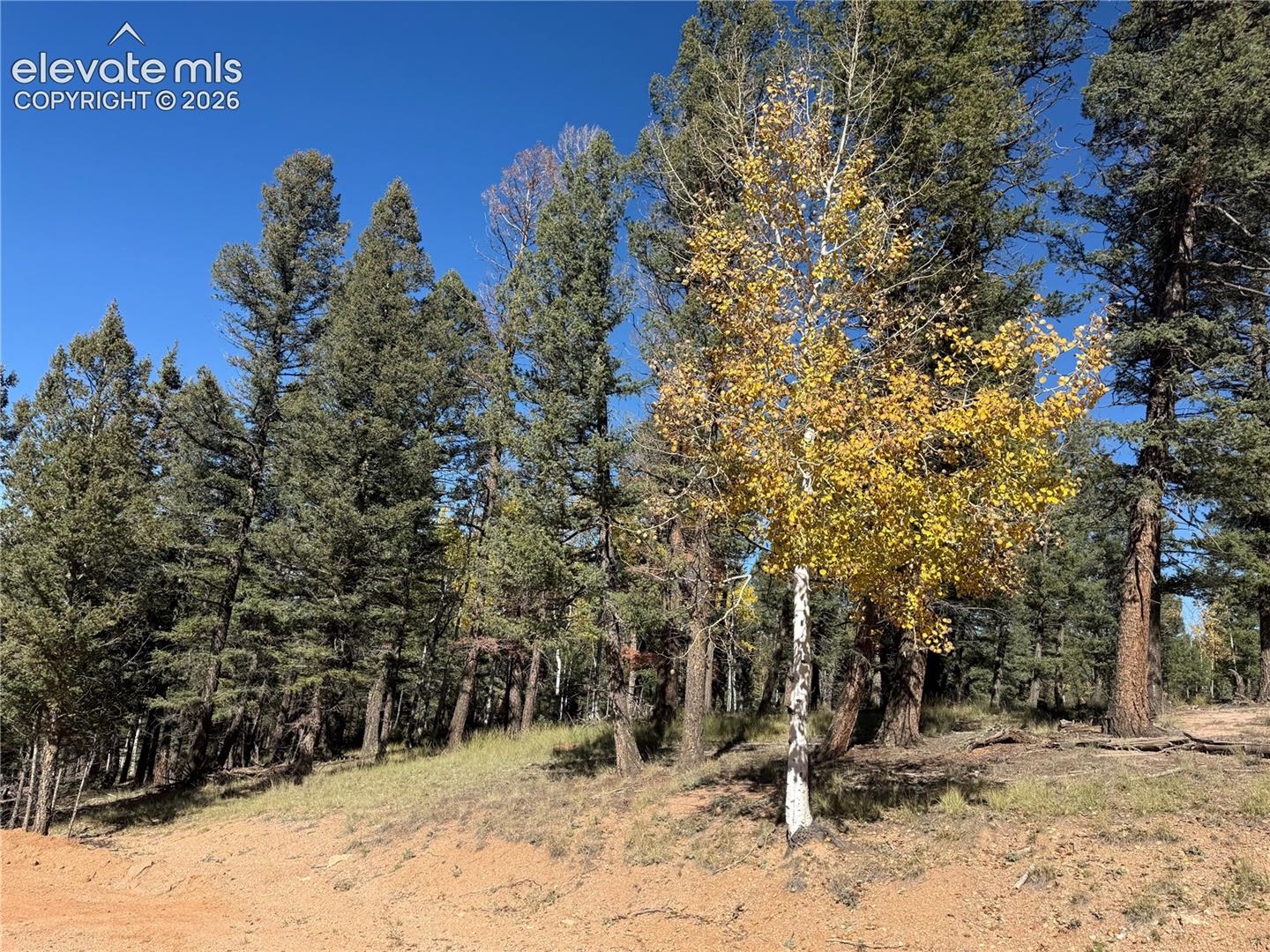 Wooded landscape featuring mature evergreen trees, indigenous aspen foliage, and natural terrain