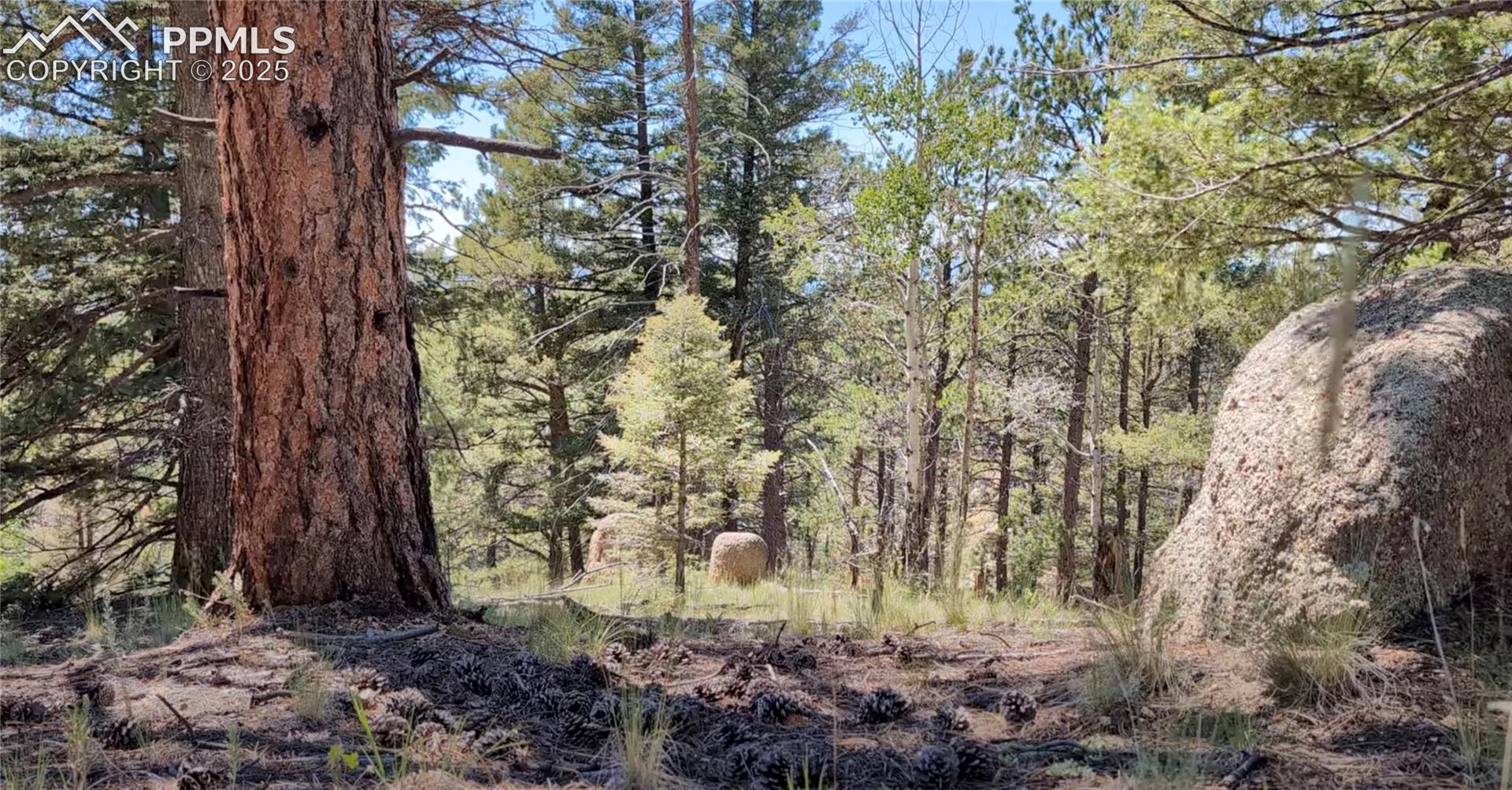 View of wooded area