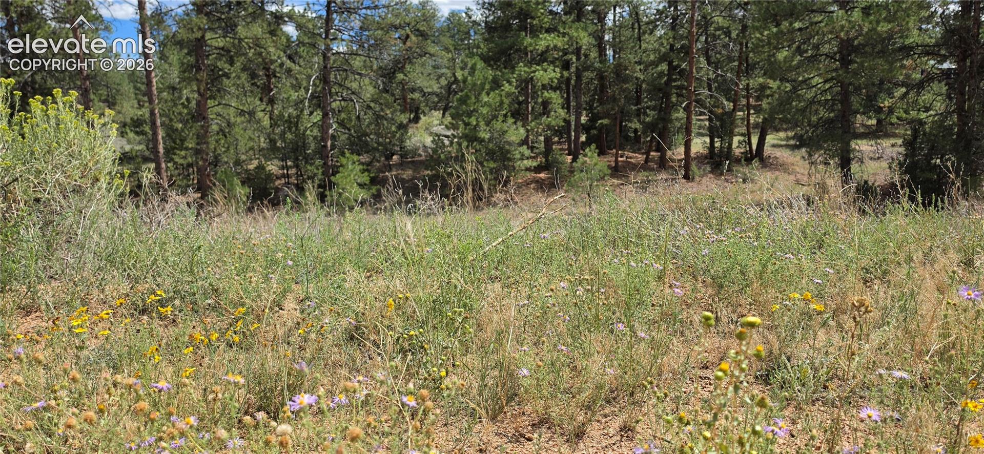 Expansive natural landscape featuring varied vegetation, scattered wildflowers, and a dense pine tree perimeter