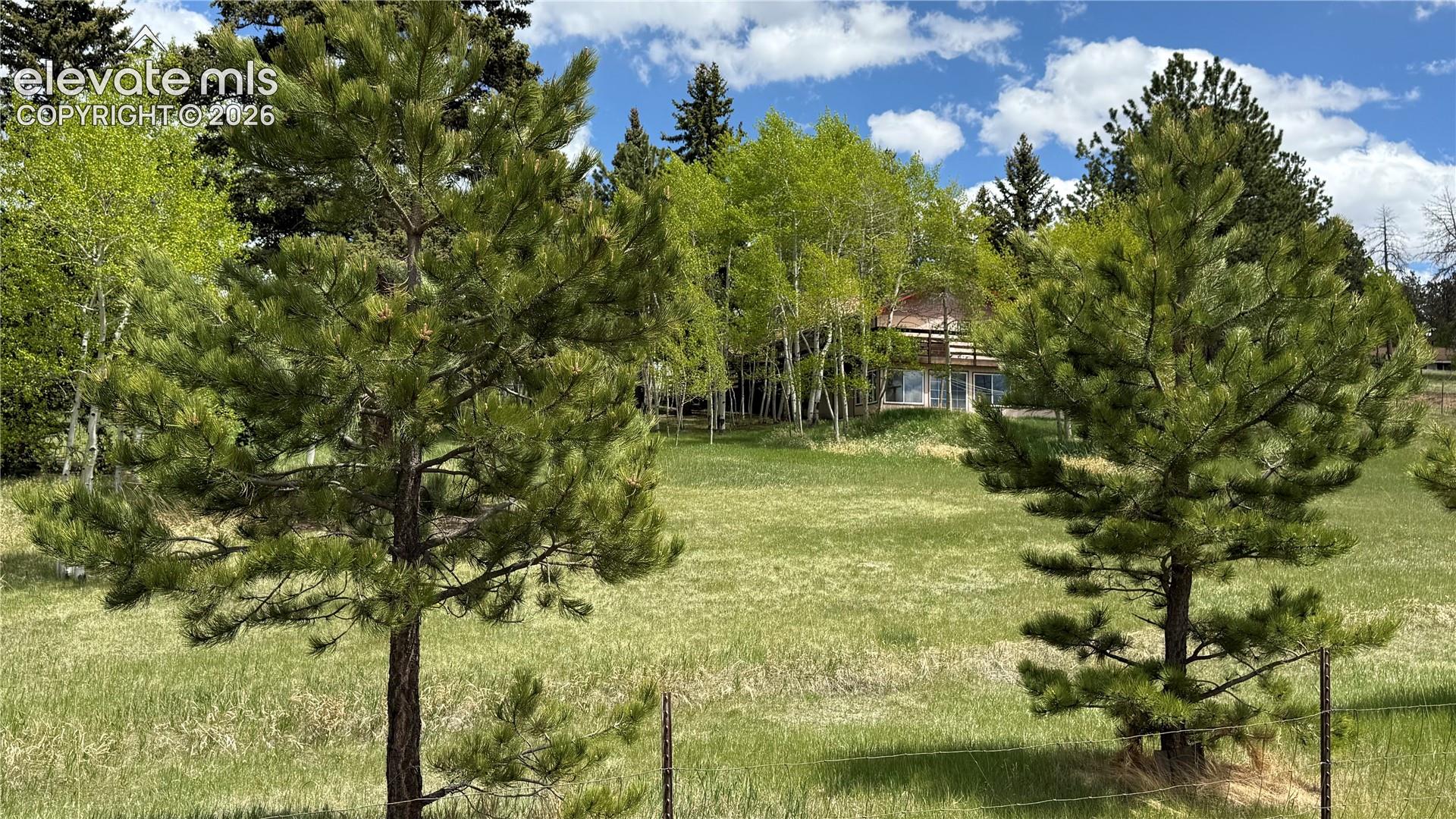 Aspen Grove
