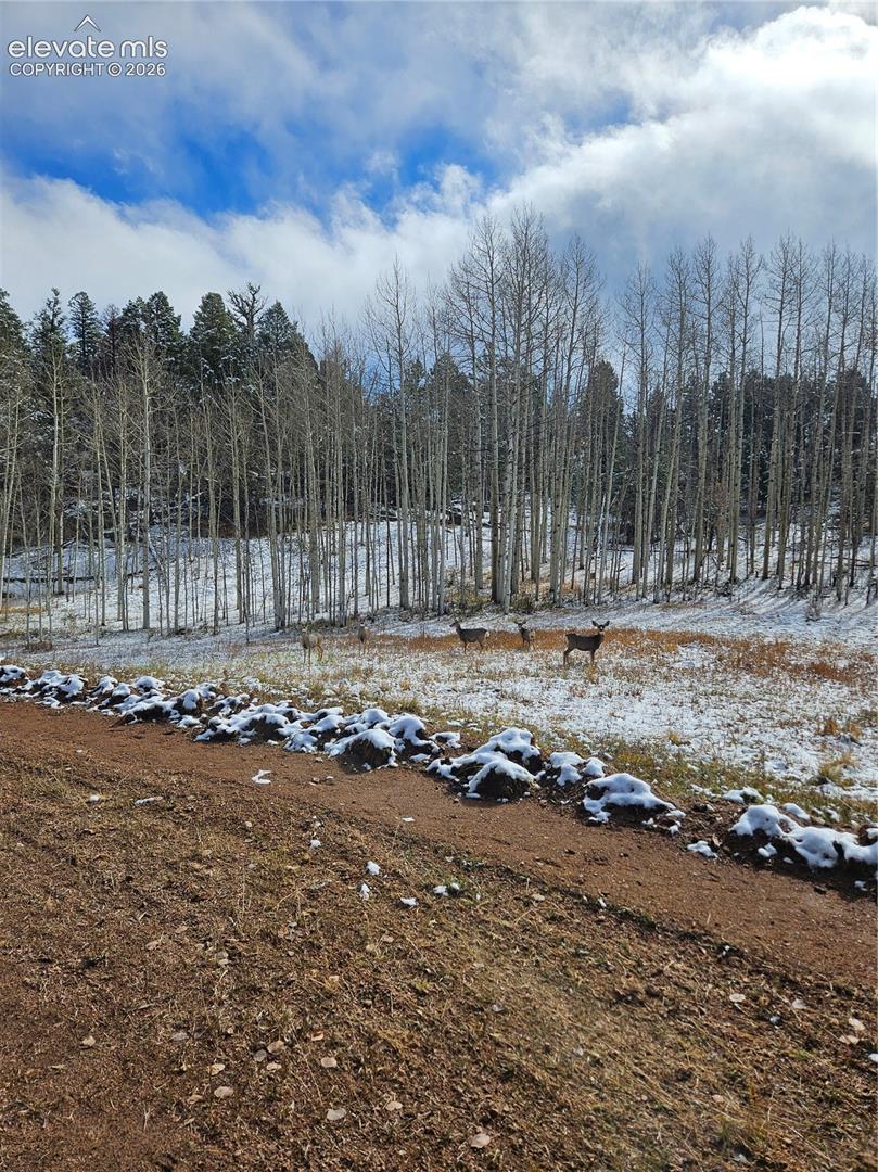 Expansive acreage featuring a natural clearing, mature deciduous trees, and coniferous forest backdrop