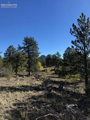 Natural landscape featuring native grasses, scattered rock formations, mature pine trees, and mountain backdrop