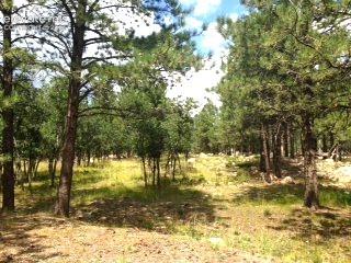 Photo 6 of 667 Silver Oak Grove, Colorado Springs