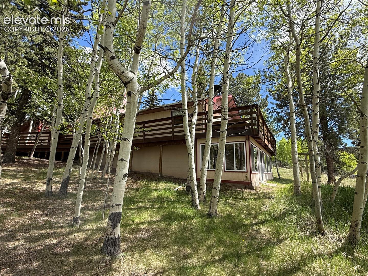 Aspen Grove in Backyard