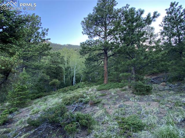 Mature Aspens and Pines on the lot