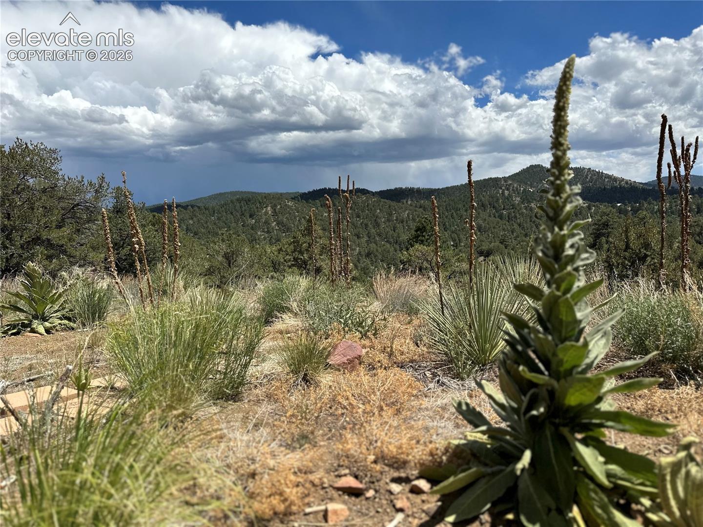 Natural landscape wtih diverse plant life and mountainous terrain