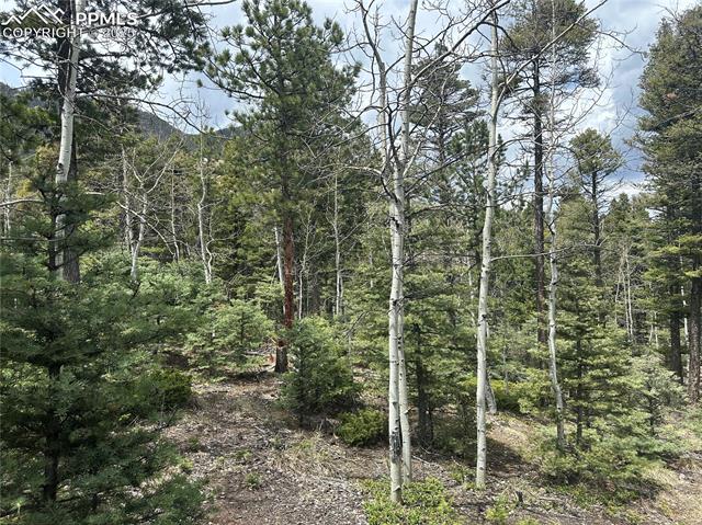 Pine trees and Aspen trees throughout the lot