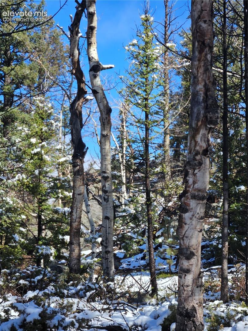 Wooded landscape featuring mature birch and evergreen trees with rocky terrain