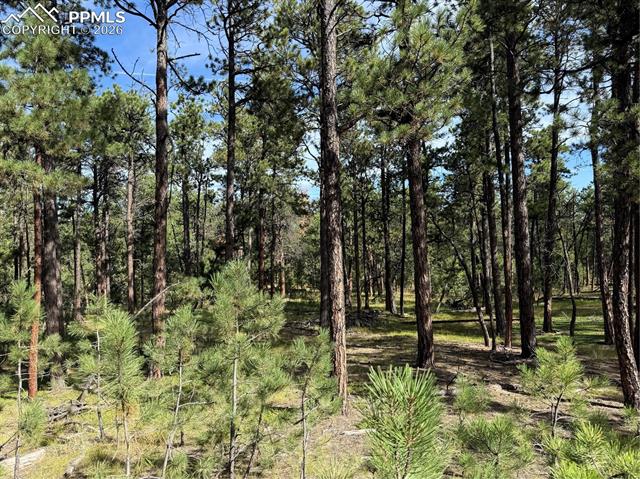 Photo 6 of 17405 E Goshawk Road, Colorado Springs