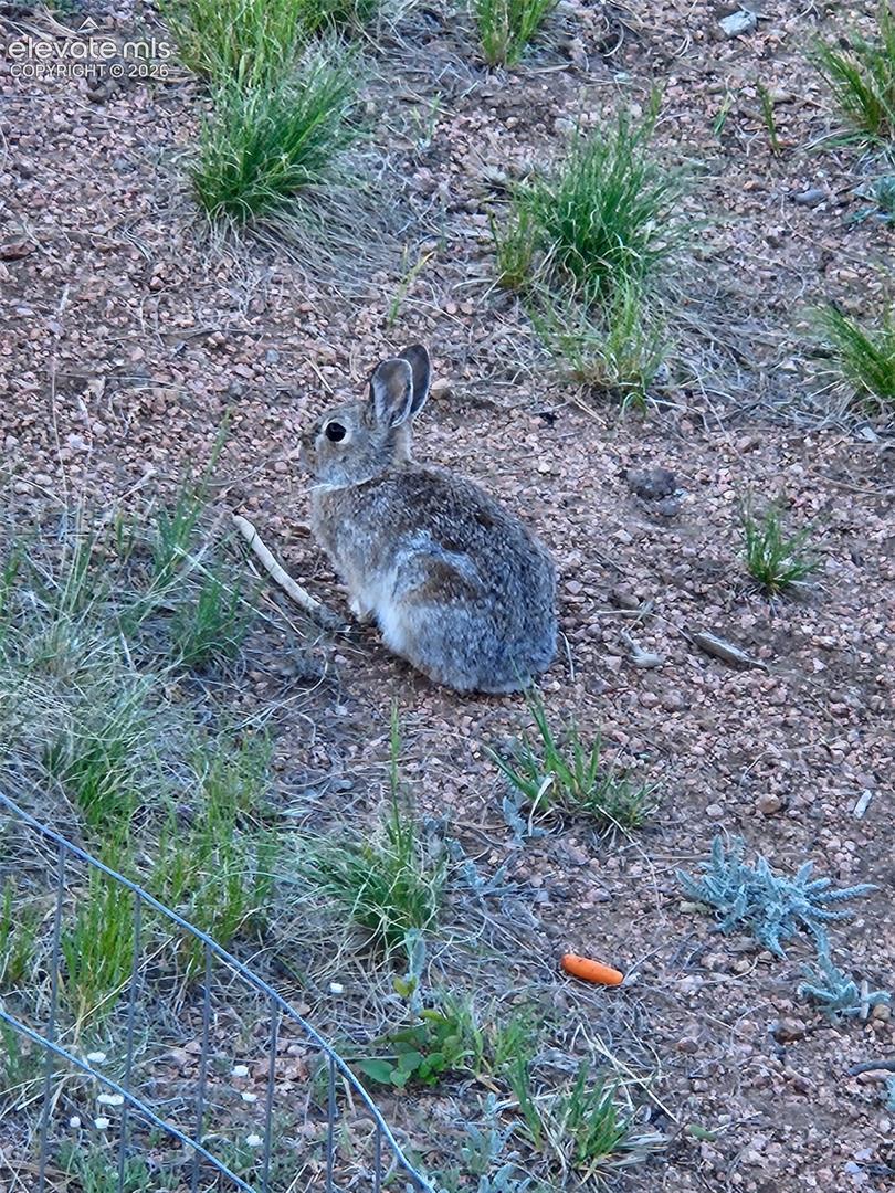 bunny in the yard