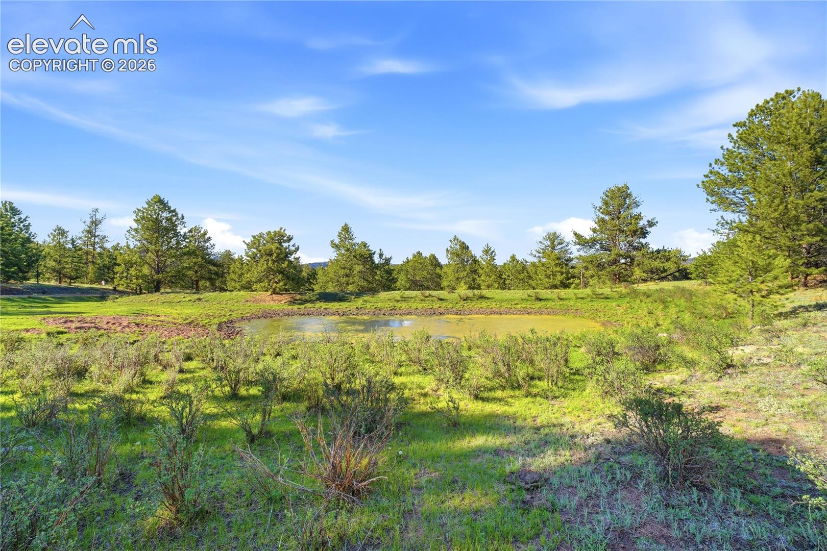 Natural landscape featuring a tranquil pond, surrounded by lush green foliage and mature evergreen trees